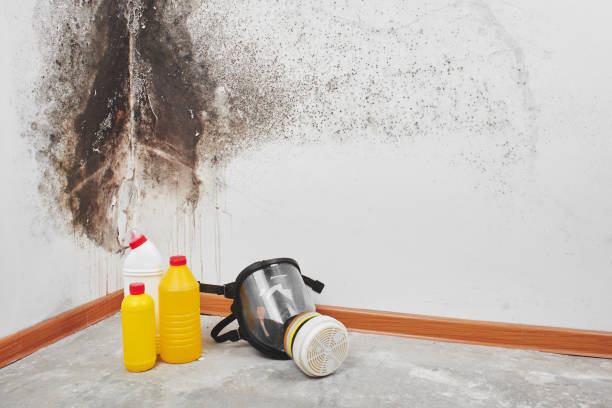 Best Mold Damage Repair  in Perkasie, PA