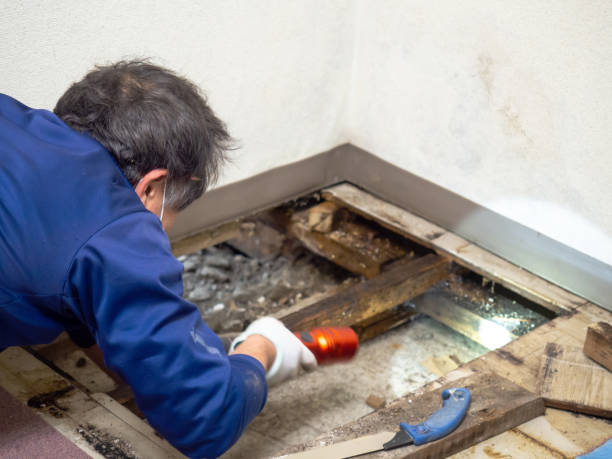 Best Toxic Mold Removal  in Perkasie, PA