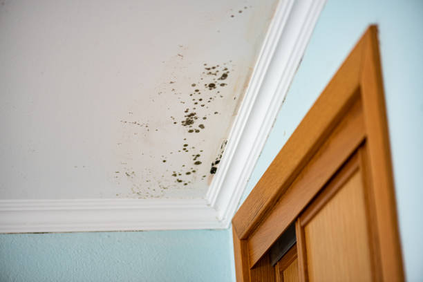 Best Mold Removal Company Near Me  in Perkasie, PA