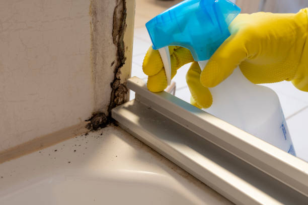 Best Mold Testing  in Perkasie, PA