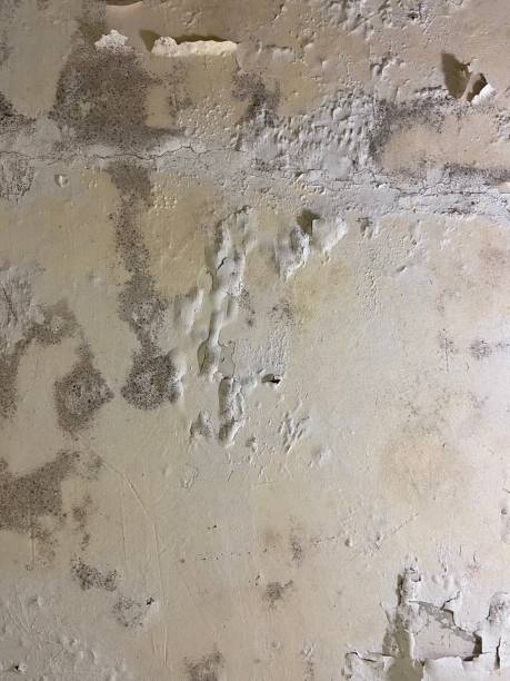 Professional Mold Removal in Perkasie, PA