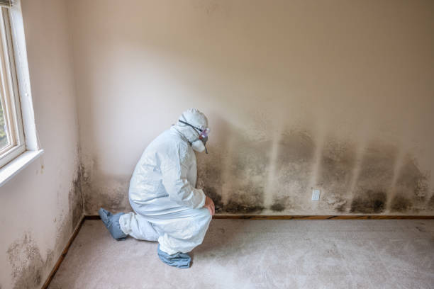 Best Toxic Mold Removal  in Perkasie, PA