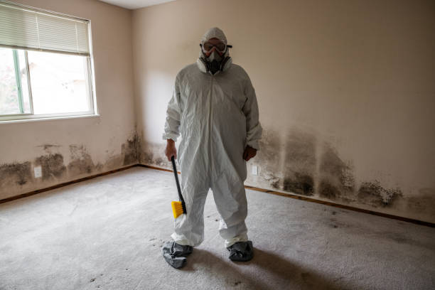 Best Mold Remediation Experts  in Perkasie, PA