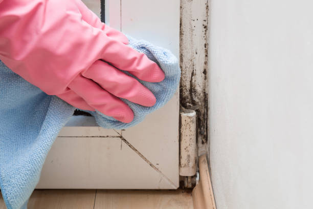 Best Office Mold Removal Services  in Perkasie, PA
